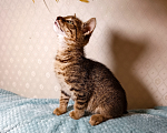 Кошки в Санкт-Петербурге: Тимошка котенок Мальчик, Бесплатно - фото 4