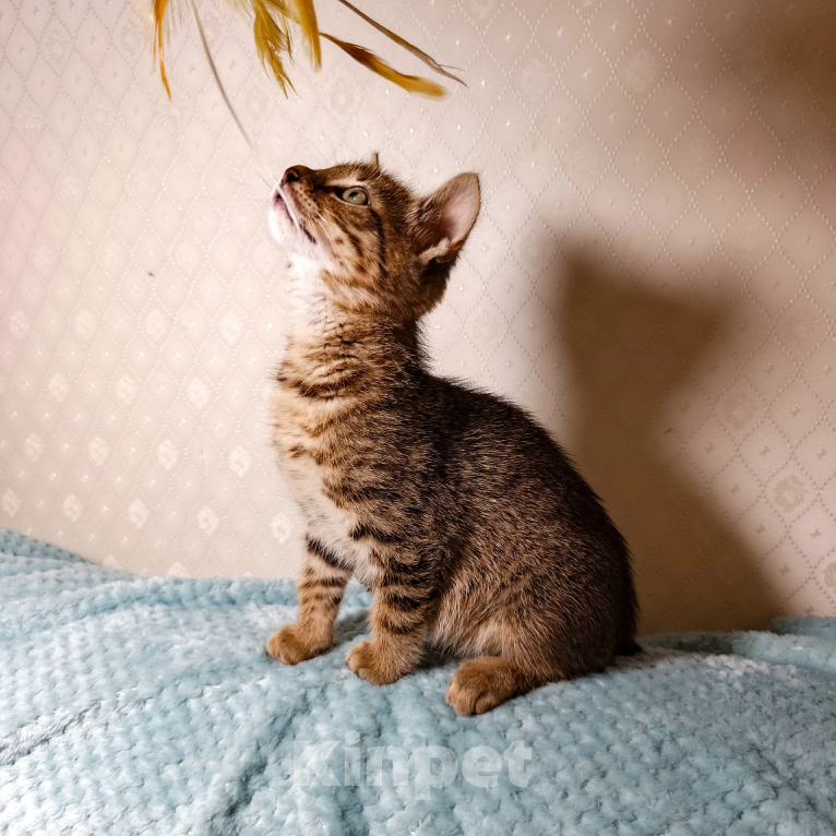 Кошки в Санкт-Петербурге: Тимошка котенок Мальчик, Бесплатно - фото 4