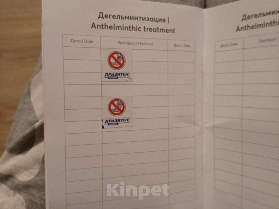 Собаки в Самаре: Продам Мальчик, 80 000 руб. - фото 6