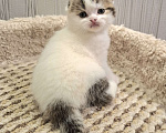 Кошки в Ярославле: Шотландский вислоухий короткошерстный малыш Мальчик, 35 000 руб. - фото 1