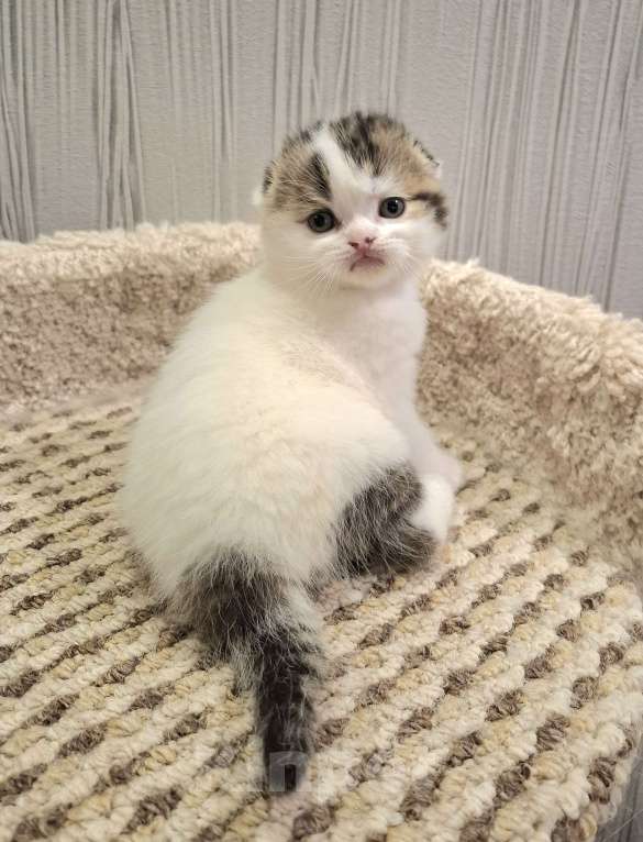 Кошки в Ярославле: Шотландский вислоухий короткошерстный малыш Мальчик, 35 000 руб. - фото 1