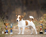 Собаки в Реутове: Вязка Кобель Джек Рассел Терьер Мальчик, 1 руб. - фото 5