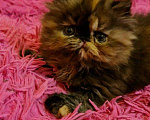 Кошки в Кемерово: Персидский котенок., 15 000 руб. - фото 2
