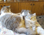 Кошки в Арзамасе: Котейка, 500 руб. - фото 3