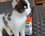 Кошки в Москве: Ласковый котенок Симба ищет дом Мальчик, Бесплатно - фото 4
