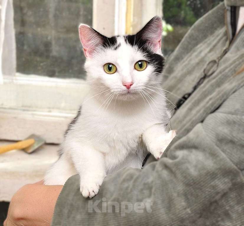 Кошки в Москве: Ласковая кошечка Муся 1,5 годика Девочка, 5 руб. - фото 1