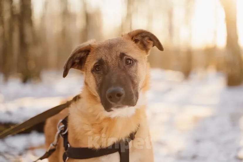Собаки в Москве: Тилль Мальчик, Бесплатно - фото 5