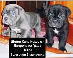 Собаки в Таганроге: Кане Корсо голубая девочка Девочка, 30 000 руб. - фото 1