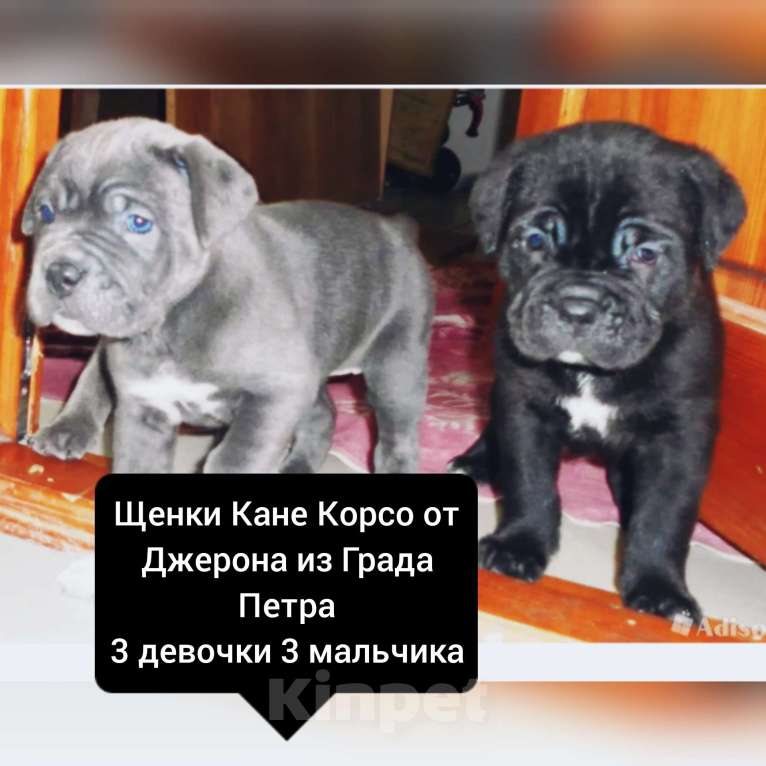 Собаки в Таганроге: Кане Корсо голубая девочка Девочка, 30 000 руб. - фото 1