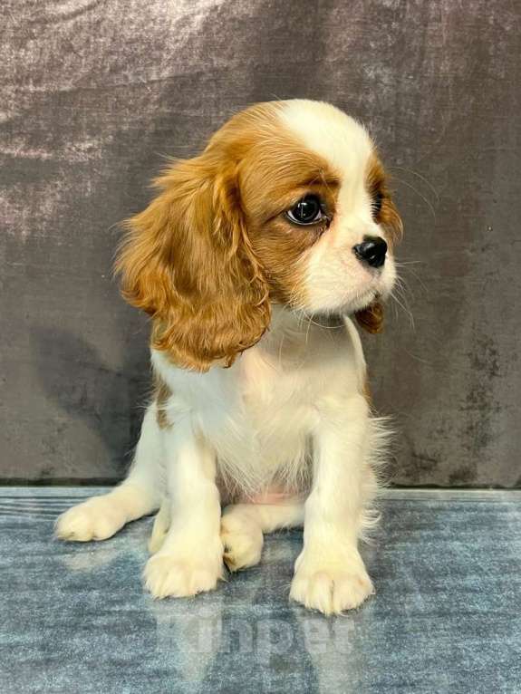 Собаки в Санкт-Петербурге: БЕСТ ИЛРЕАН КЛАЙДА Девочка, 190 000 руб. - фото 2