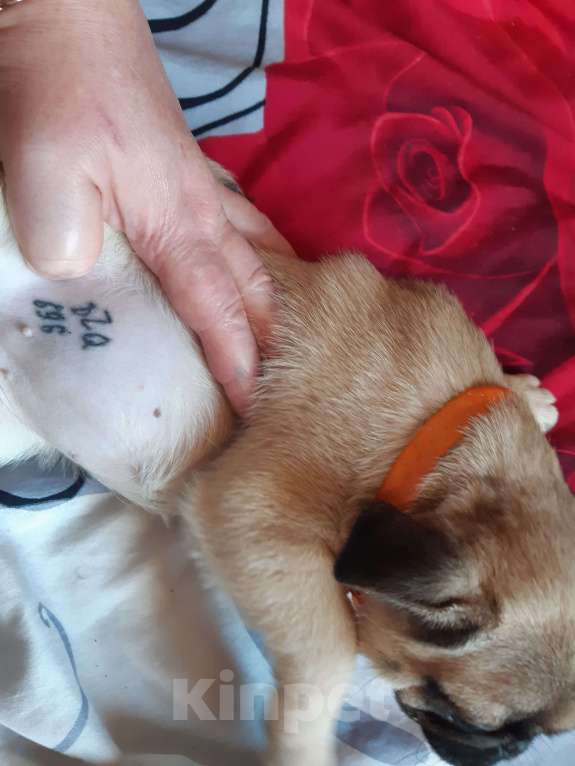 Собаки в Новосибирске: Девчушка мопса Девочка, 40 000 руб. - фото 3