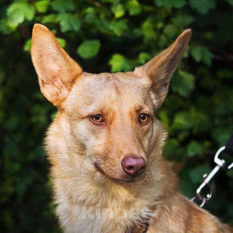 Собаки в других городах Московской области: Тата, 9 кг 4 года ищет семью Девочка, Бесплатно - фото 2
