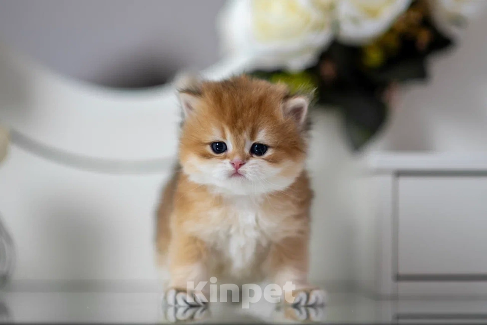 Кошки в Балашихе: Шикарный мальчик Бисквит Мальчик, 75 000 руб. - фото 2