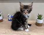 Кошки в Ростове-на-Дону: коты Мальчик, 25 000 руб. - фото 5