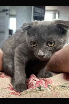 Отдам котенка в добрые руки