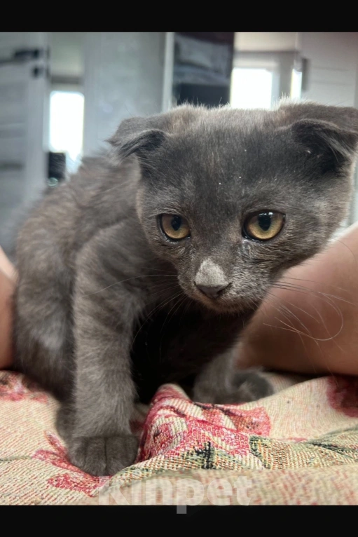Кошки в Астрахани: Отдам котенка в добрые руки Мальчик, Бесплатно - фото 1