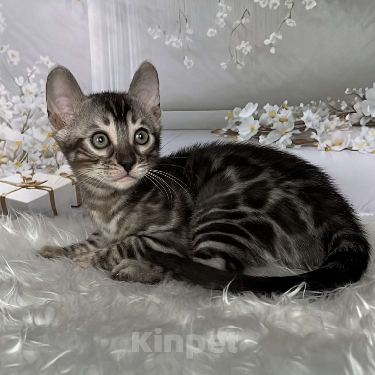 Кошки в Москве: Бенгальские котята серебро с родословной  Мальчик, Бесплатно - фото 1