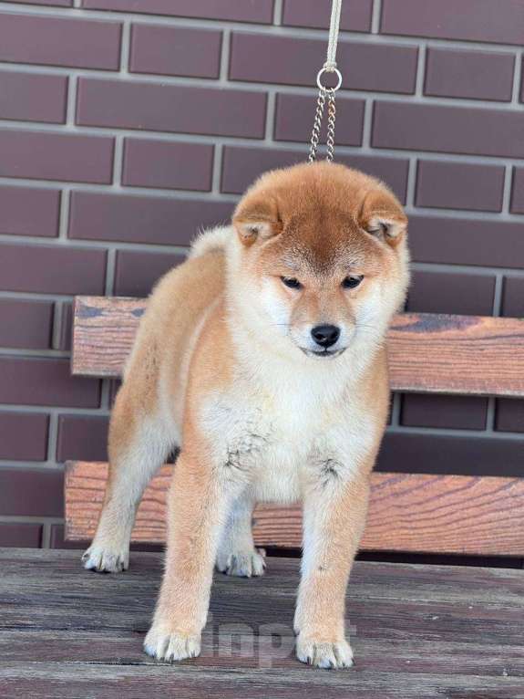 Собаки в Москве: Сиба-ину мальчик Мальчик, 50 000 руб. - фото 5