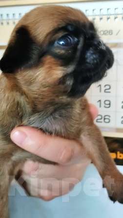 Собаки в Москве: ПТИ БРАБАНСОН РЫЖИЙ МАЛЬЧИК Мальчик, 45 000 руб. - фото 3