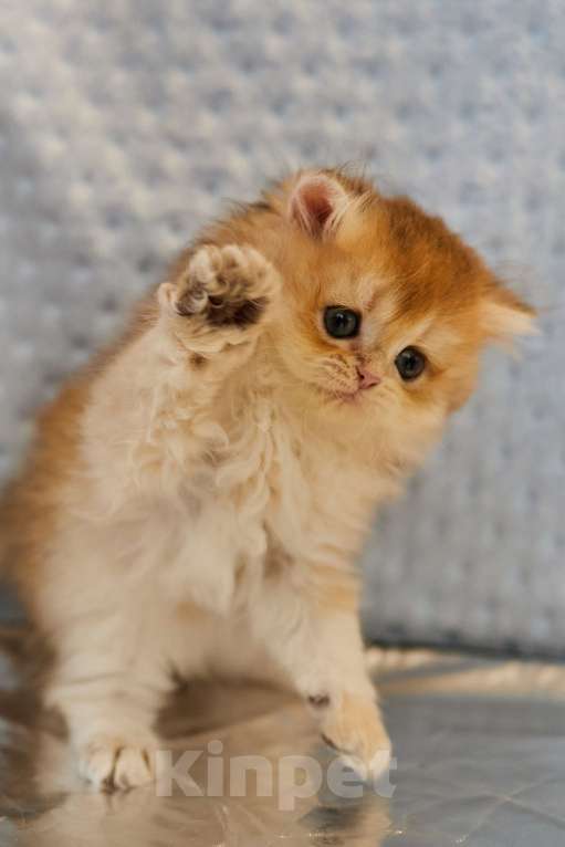 Кошки в Челябинске: Настоящая золотая шиншилла ny12 (ny11) Девочка, 80 000 руб. - фото 6