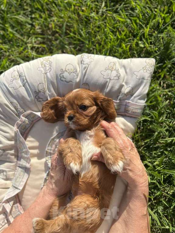 Собаки в Тольятти: Кавалер Кинг Чарльз спаниель щенок  Мальчик, 100 000 руб. - фото 3