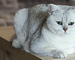 Кошки в Москве: Богиня ищет новый дом Девочка, 15 000 руб. - фото 5