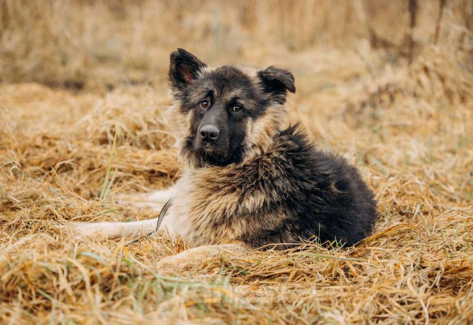 Собаки в Москве: Большой, трусливый великан ищет семью Мальчик, Бесплатно - фото 1