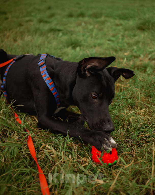 Собаки в Кудрово: Отис в поисках родителя Мальчик, Бесплатно - фото 9