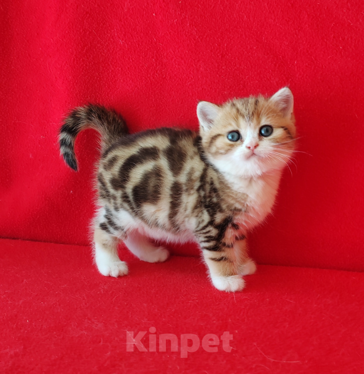 Кошки в Москве: Котик золотой мраморный биколор Мальчик, Бесплатно - фото 3