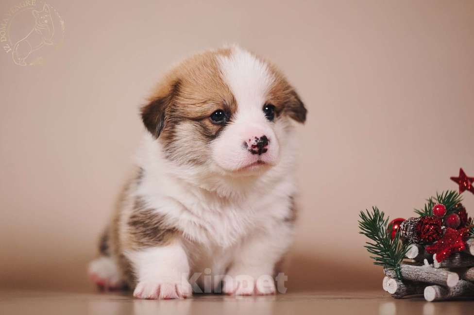 Собаки в Москве: Щенки вельш корги пемброк в поиске своих лучших семей. Мальчик, Бесплатно - фото 1