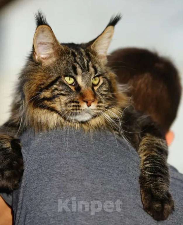 Кошки в Москве: Котенок мейнкун черный дым Мальчик, 40 000 руб. - фото 5