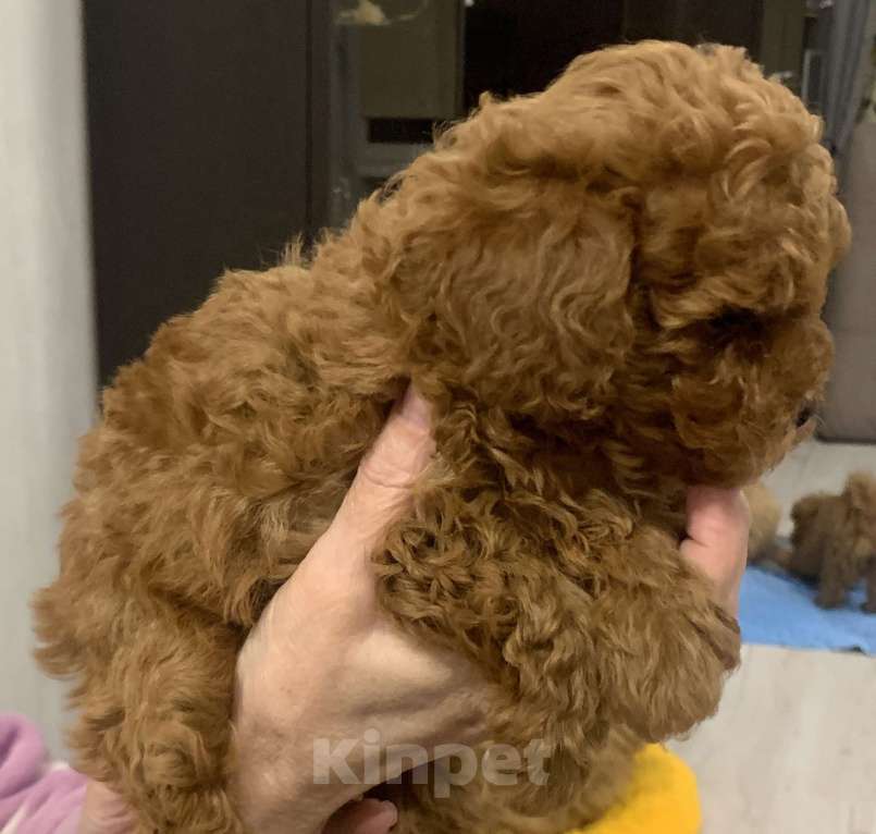 Собаки в Санкт-Петербурге: Той пудель красный Мальчик, 100 000 руб. - фото 1