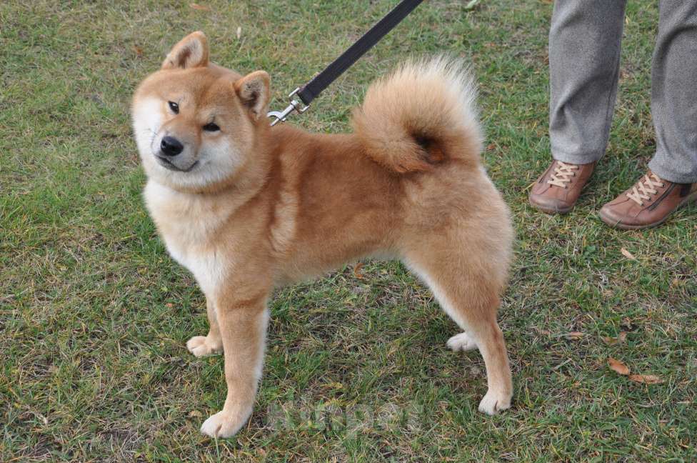 Собаки в других городах Московской области: Свободна малышка сиба ину Девочка, 80 000 руб. - фото 2