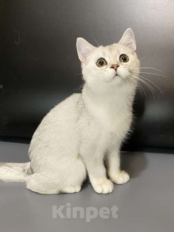 Кошки в Москве: Девочки Девочка, 25 000 руб. - фото 4