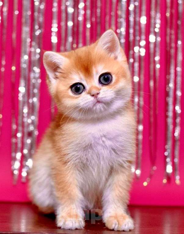 Кошки в Уфе: Красивая девочка золотая шиншилла Девочка, 50 000 руб. - фото 1