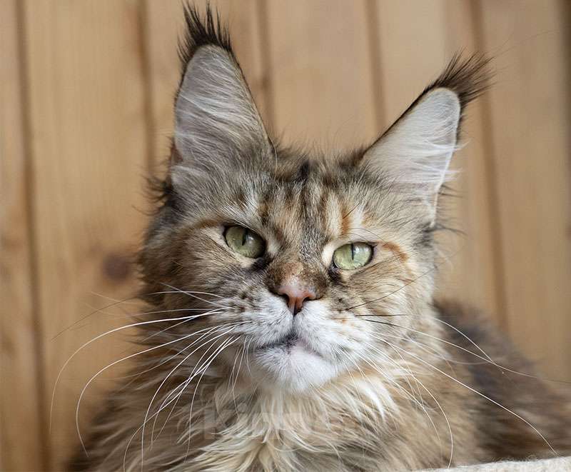 Кошки в Москве: Мейн Кун Кошка Девочка, 6 000 руб. - фото 2