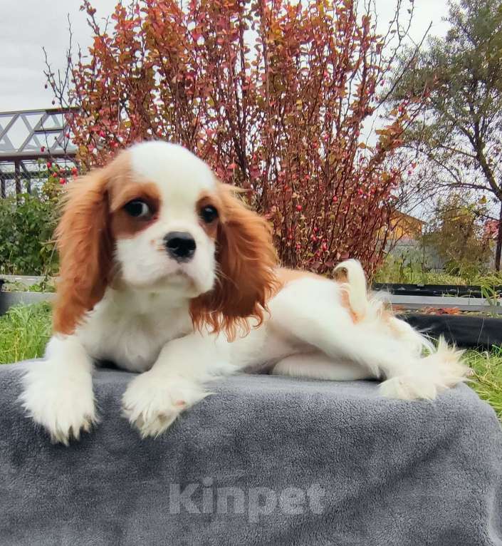 Собаки в Санкт-Петербурге: Красивая девушка Кавалер Кинг Чарльз спаниель  Девочка, 160 000 руб. - фото 6