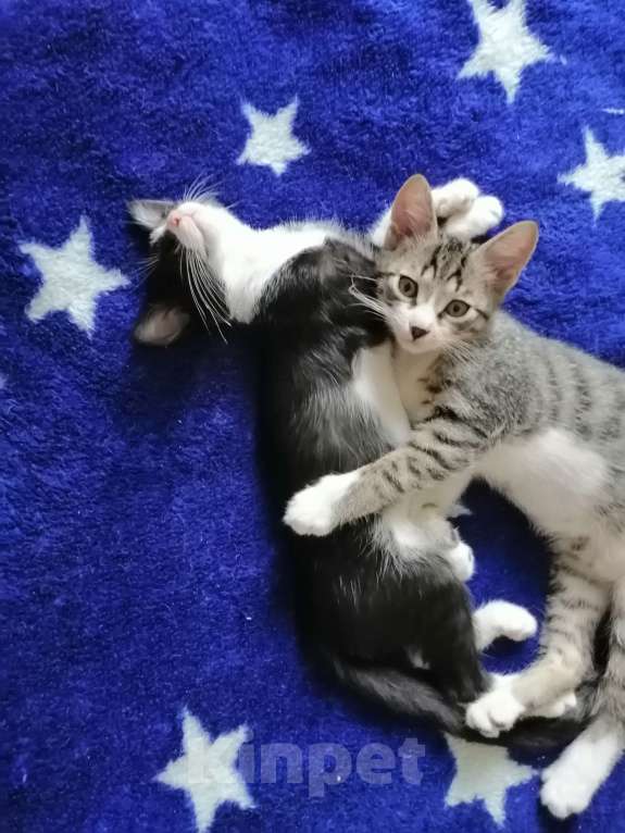 Кошки в Краснодаре: Кошечки Девочка, 5 руб. - фото 4