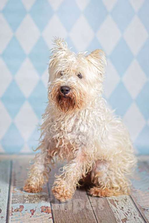 Собаки в Москве: Вест-хайленд-вайт-терьер Бату в добрые руки Мальчик, 1 руб. - фото 5