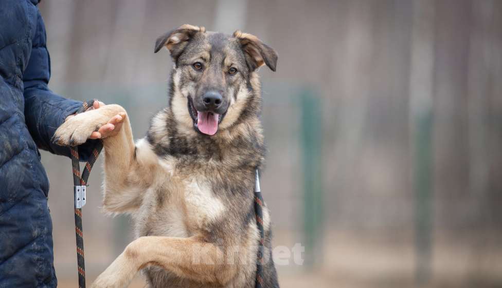 Собаки в Москве: Шepи Девочка, Бесплатно - фото 3