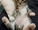 Кошки в Ижевске: котенок в добрые руки Девочка, Бесплатно - фото 3