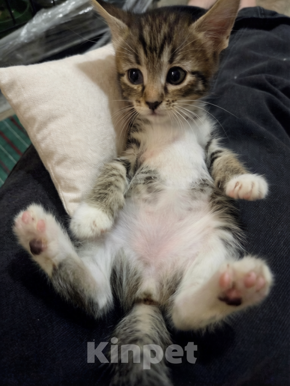 Кошки в Ижевске: котенок в добрые руки Девочка, Бесплатно - фото 3