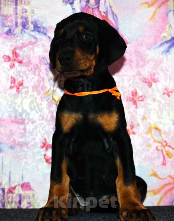 Собаки в Екатеринбурге: Щенки добермана Мальчик, 80 000 руб. - фото 4