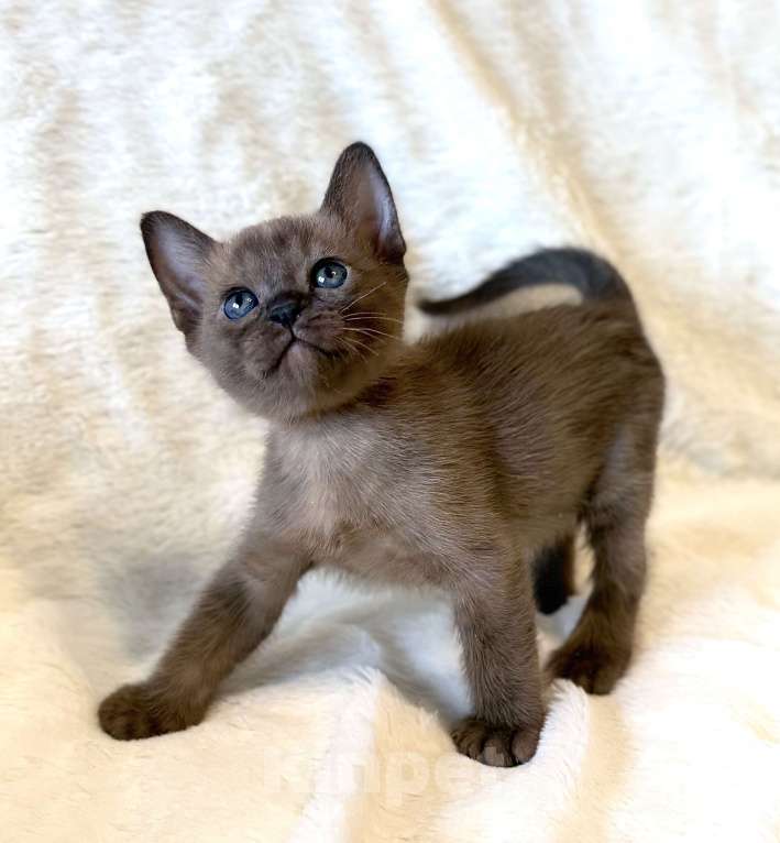 Кошки в Москве: Бурманские котята: открыто бронирование! Мальчик, 80 000 руб. - фото 1