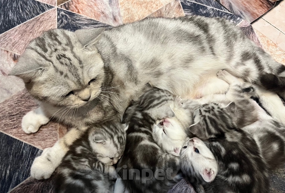 Кошки в Барнауле: Шотландские вислоухие котята Мальчик, 15 000 руб. - фото 7