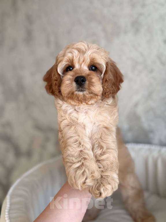 Собаки в Москве: Кавапу щенок Девочка, 120 000 руб. - фото 6