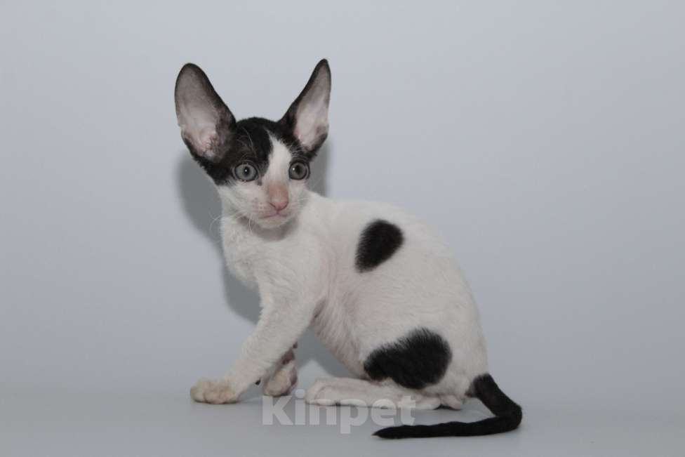 Кошки в Москве: котята из питомника Корнелита Мальчик, 80 000 руб. - фото 2