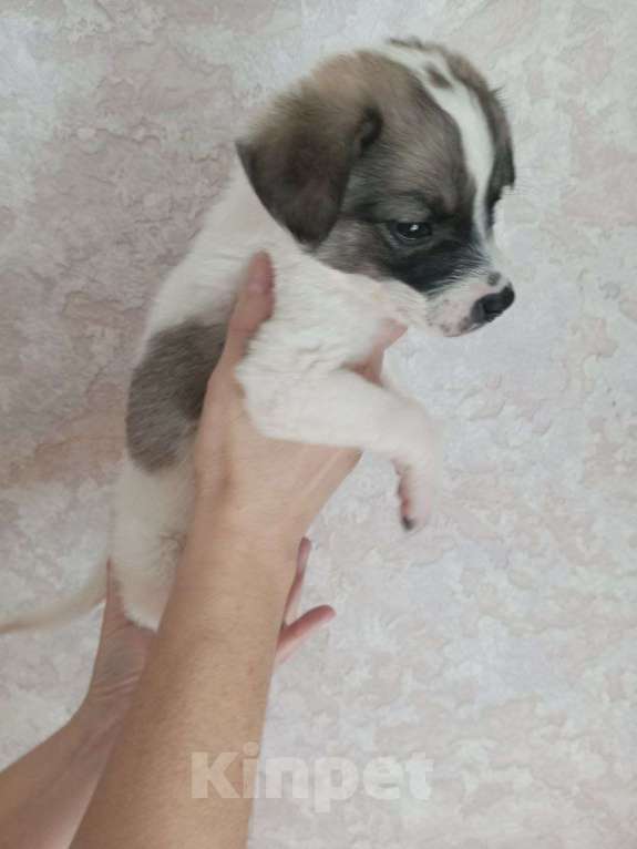 Собаки в Астрахани: 3 девочки ищут любящие семьи Девочка, Бесплатно - фото 4