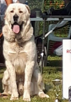 Собаки в Ногинске: Предлагаются к продаже щенки среднеазиатсой овчаркаи (алабай)я Разнополые, 50 000 руб. - фото 2