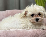 Собаки в Москве: Мальтипу мальчик 2 Мальчик, 150 000 руб. - фото 4